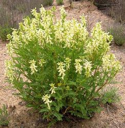 Астрагал (Astragalus membranaceus)