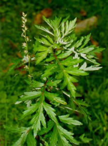 Полынь обыкновенная (чернобыльник) - Artemisia vulgaris L.