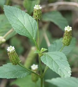 Стевия (Stevia rebaudiana)